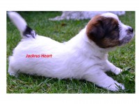 /album/jackrus-jackrussell/jackrus-heart-29-7-jpg1/